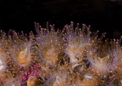 Jewel anemones.
Isle of Lewis.
D200,60mm by Mark Thomas 